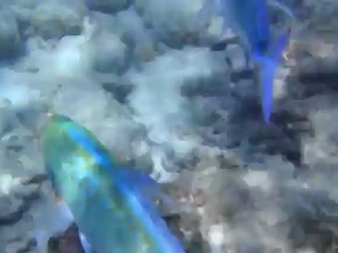 poisson napoleon aux maldives