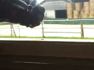 La decouverte du manège !! héé c'est trop bien ici !!!!