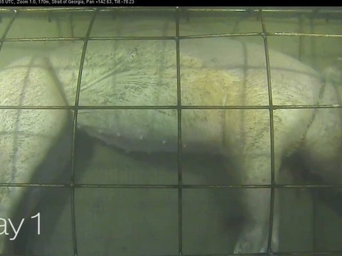 Décomposition d'un porc sous l'eau