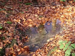 SPA - LA GERONSTERE  28 octobre 2012