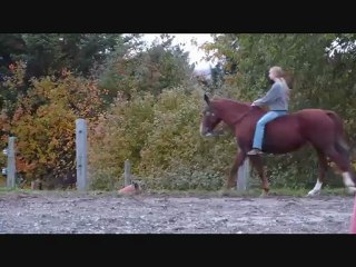 Mes chevaux