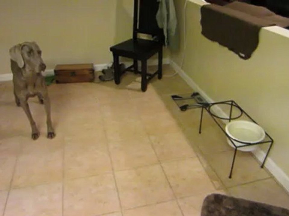 In-Home Dog Boarding: Dog Kennel, Sacramento