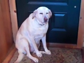 Топ 10 собак, проявляющих наибольшую провинность