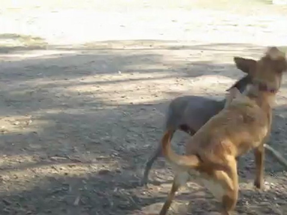 Cage-Fee Dog Boarding, Sacramento