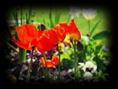 Laurent Voulzy - Le Pouvoir Des Fleurs Par Fernand