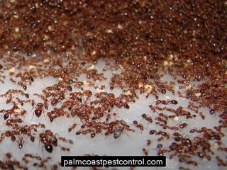West Palm Beach Pest Control Experts