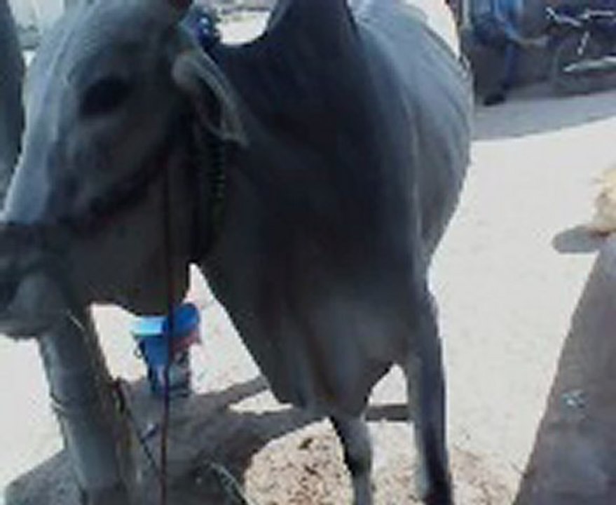 Cow