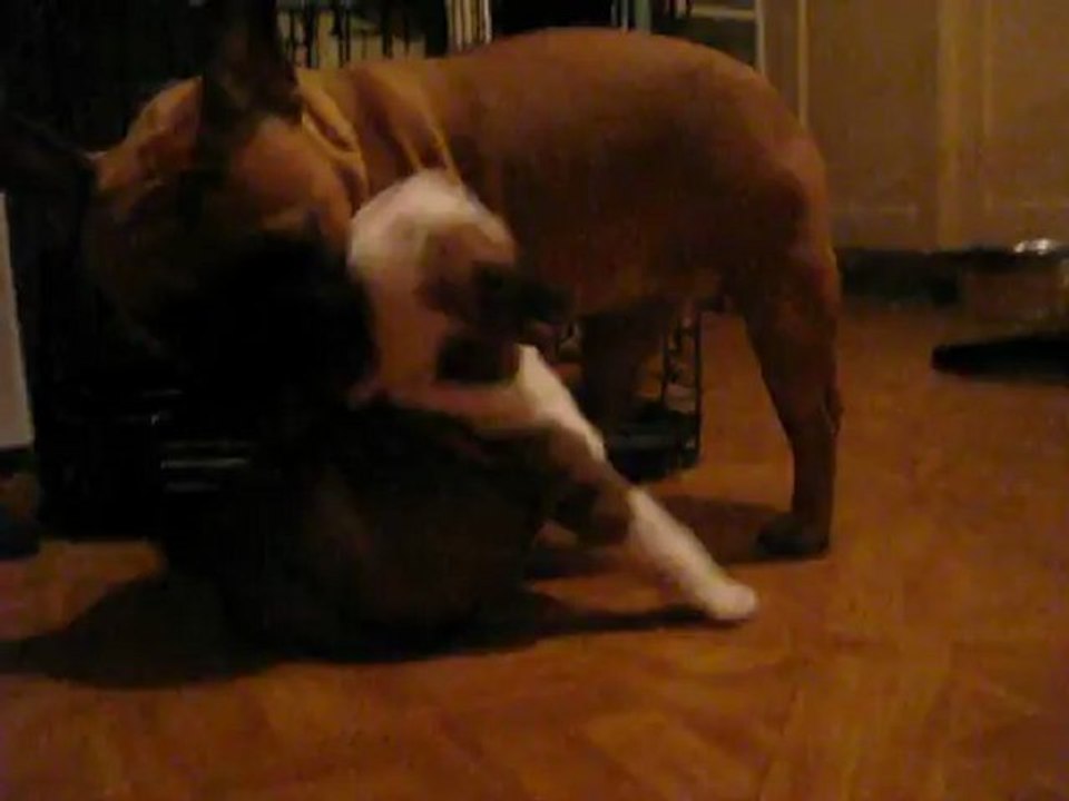 honore du square du p'tit quinquin