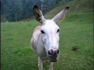 MQM Leaks Episode 11 Eid Gifts