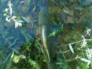 Remise à l'eau d'un chevesne de 50 cms