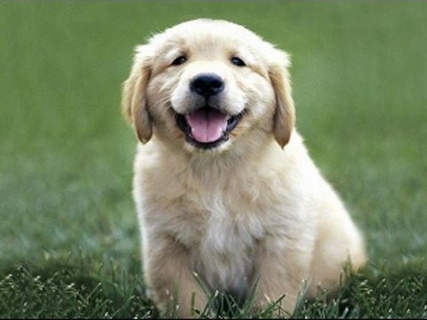 강원랜드카지노 ♥_M­B­C­8­2­.­C­O­M_♥ 플레이텍 ◐☞ 정릉동 룰렛룰 ┗