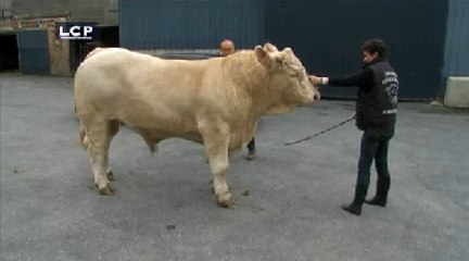 J’aimerais vous y voir… : Bérengère Poletti, au coeur de l'élevage de vaches charolaises