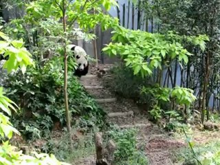 Deux pandas géants pensionnaires d'une réserve à Singapour