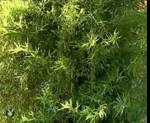 André Merle - le sac à main