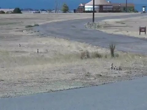 Поцелуй. Романтический момент из жизни грызунов