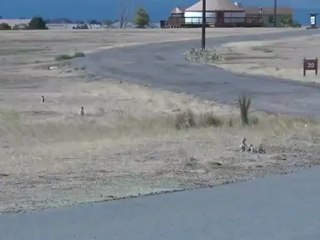 Поцелуй. Романтический момент из жизни грызунов