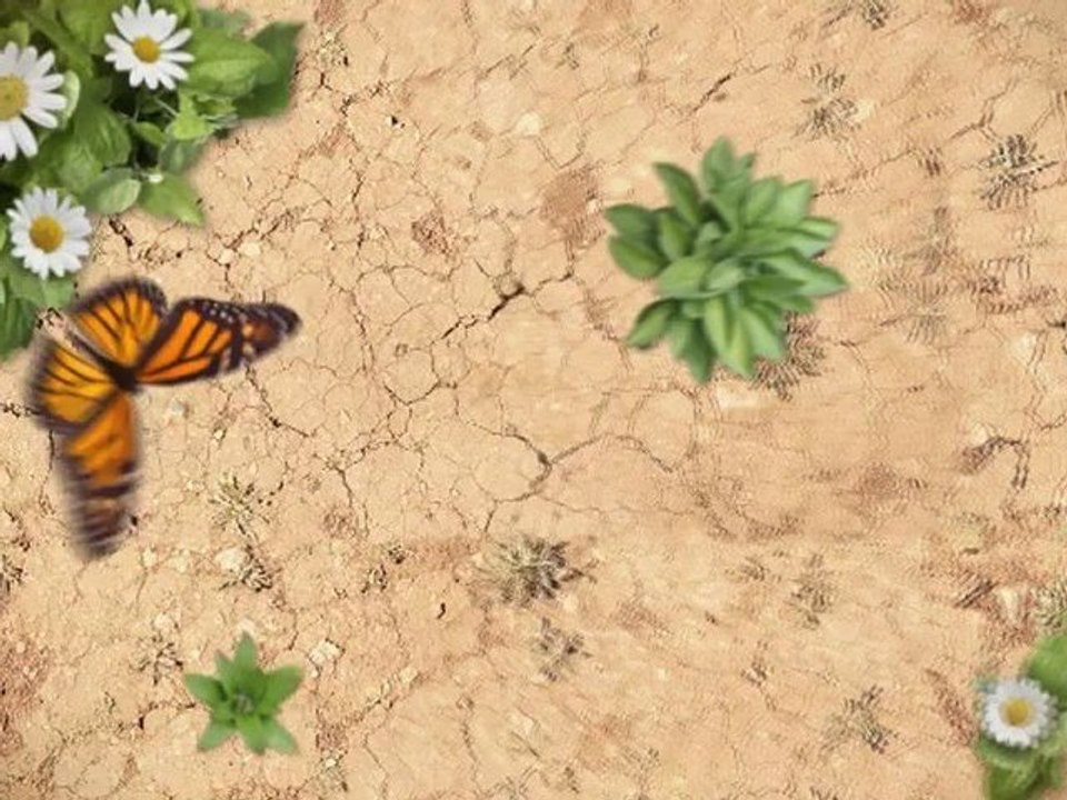 Is Rice Good For Diet - Free Diet Video