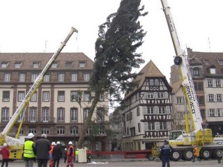 Le sapin de Noël 2012 est arrivé place Kléber !