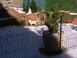 Mes filles poils long-29.10.2012