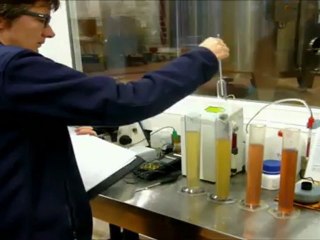 Processus de vinification Veuve Ambal Crémant de Bourgogne