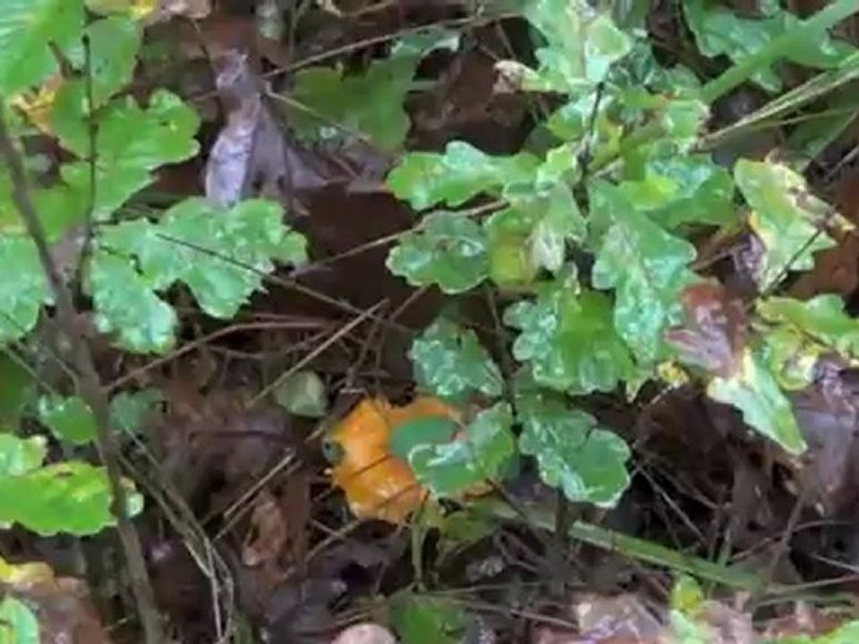 Cueillette de champignons au bois de Laferté