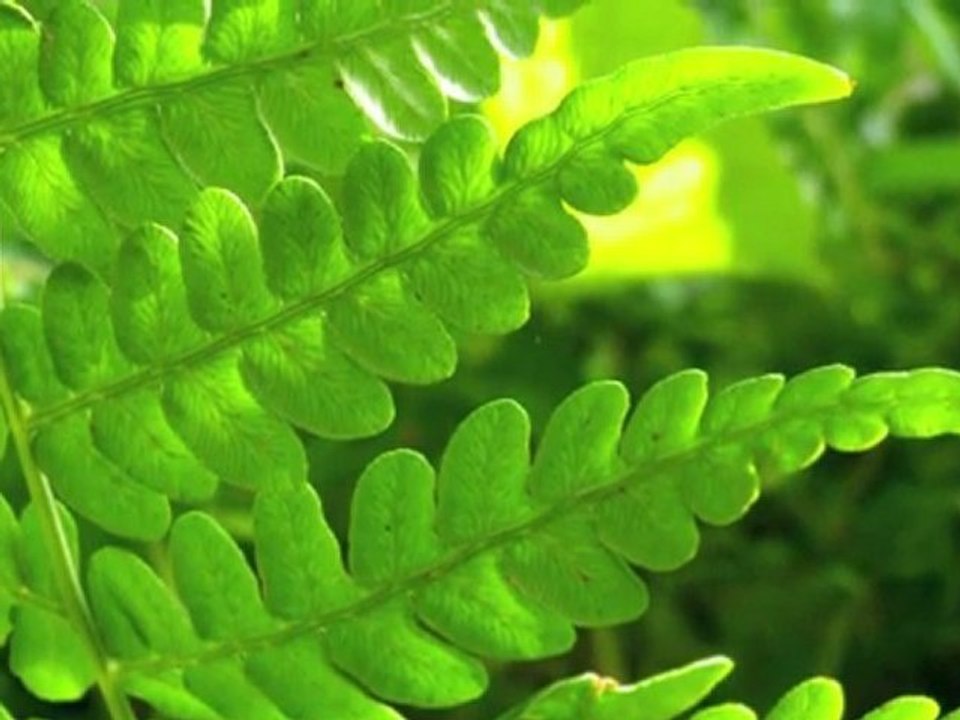 An Imaginary Forest #2