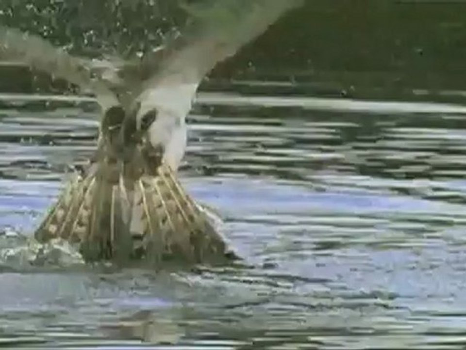 Le meilleur pêcheur