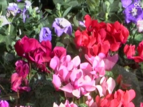 Fleurs, fruits et légumes à planter en automne - Conseils d'expert - Quejadore.com