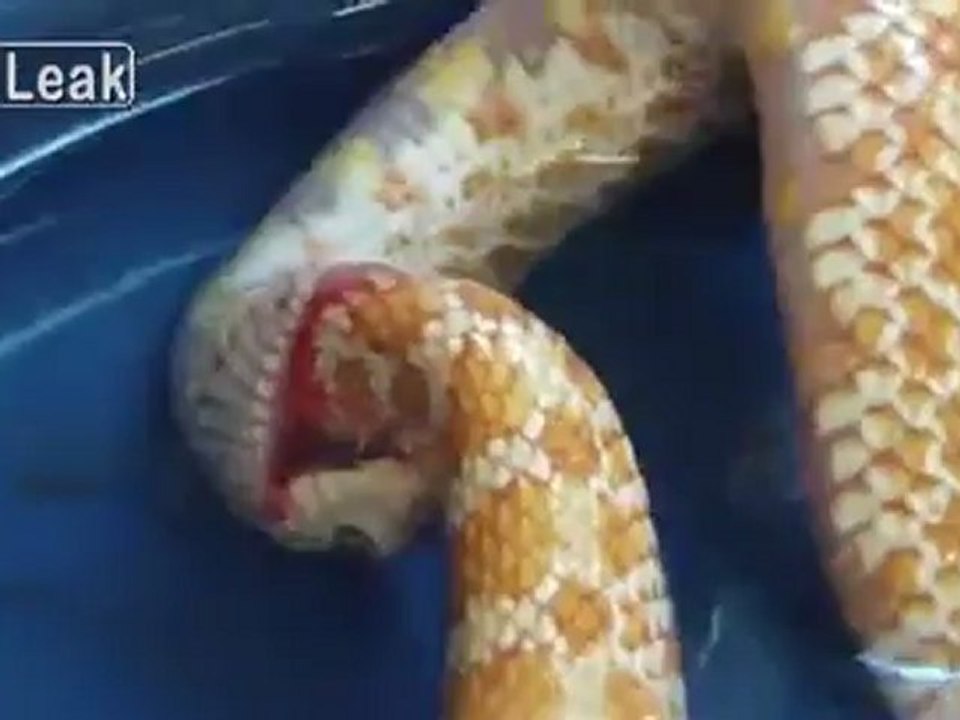 It bloody hurts when I swallow...