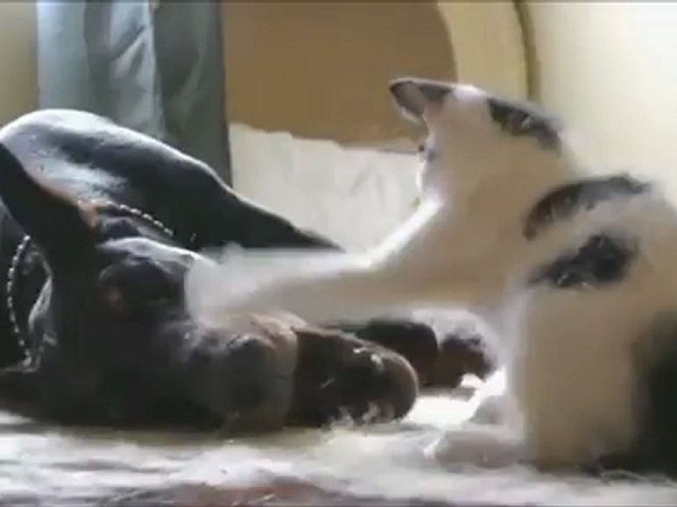 Un chaton se bagarre avec un Doberman