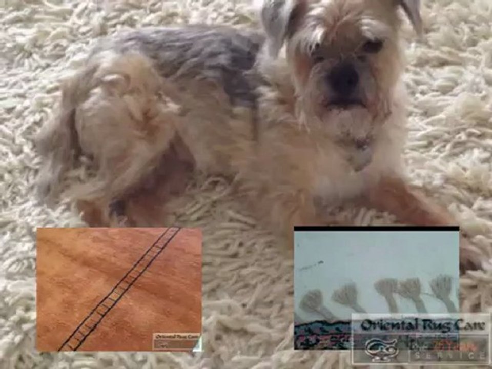 How To Service Carpet Cleaners In Pinecrest - OrientalRugCare.Com - 305-354-7677