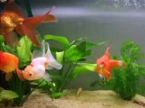 poissons rouge (oranda, ryukin, tete de lion)