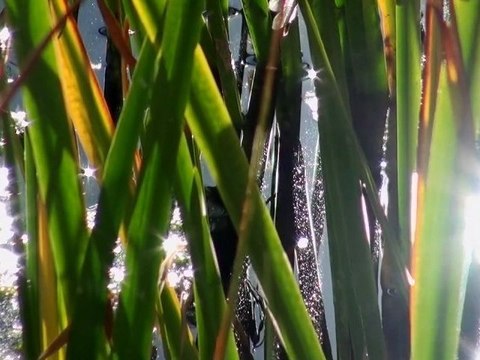 Cures et soins ayurvédiques à Combloux