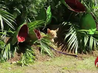 Plante carnivore mangeuse de chien