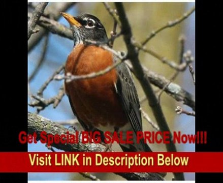 Canon EF 400mm f/4 DO IS USM Super Telephoto Lens for Canon SLR Cameras&nbsp