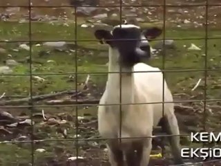 Çığlık Atan Koyun