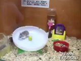 Çılgın Hamsterlar