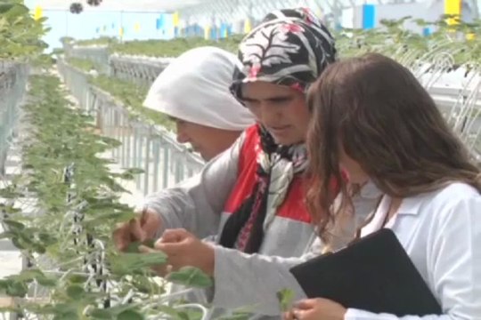 Osmanlı çileği Avrupa yolunda