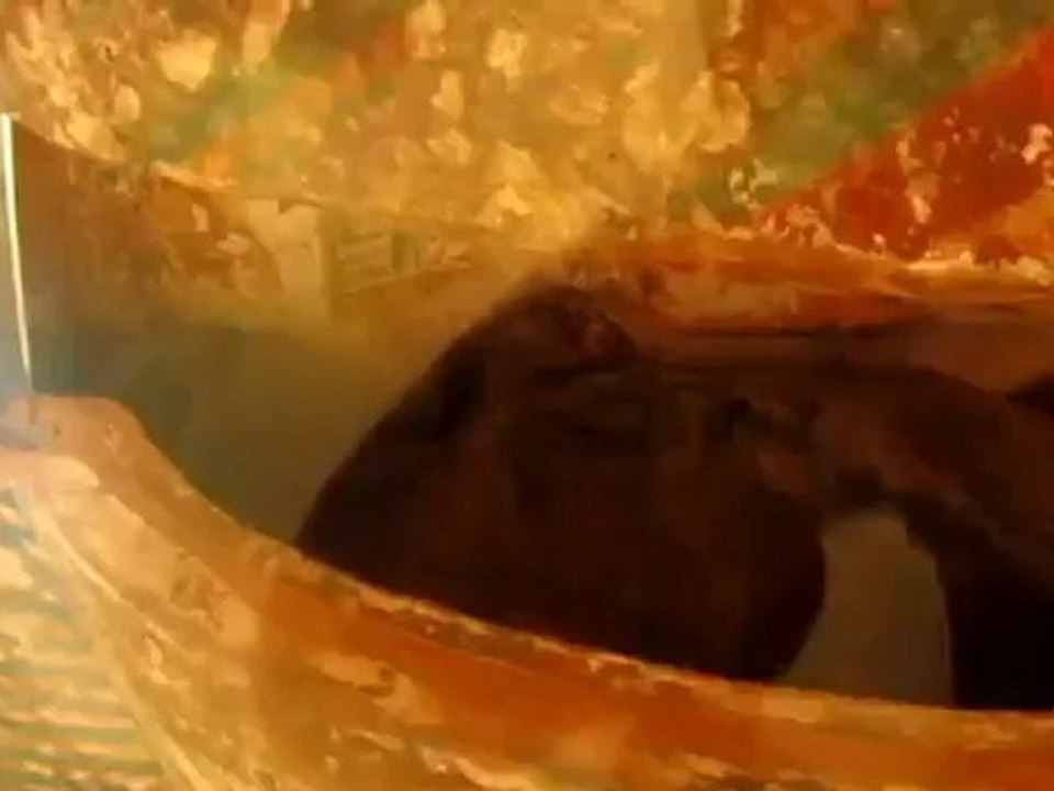 Mummia nel sarcofago