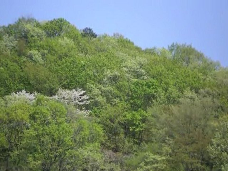 An Imaginary Forest #3