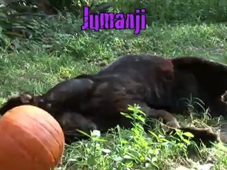 Do Pumpkins Feel Pain?