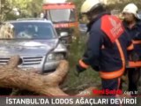 İstanbul'da lodos ağaçları devirdi