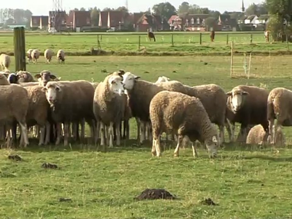 Présentation de M. et Mme Longueval, éleveurs d'agneaux, membre du circuit court de Loon-Plage