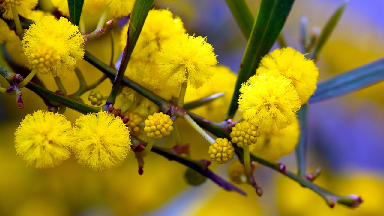 Une hirondelle ne fait pas le printemps