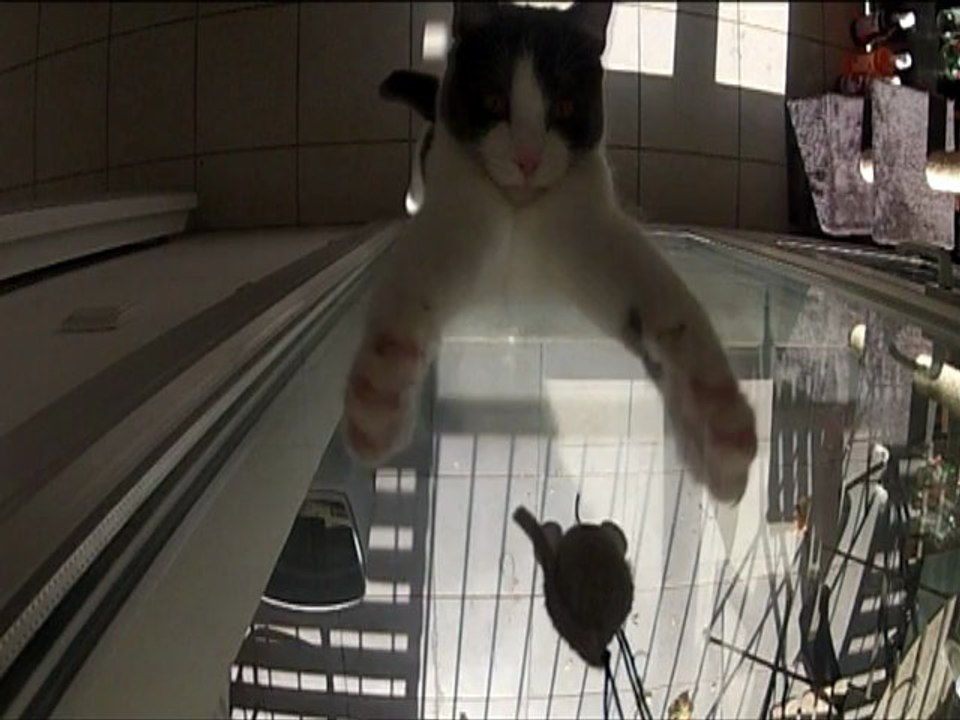 Miss-tache, le chat qui saute haut, très haut.