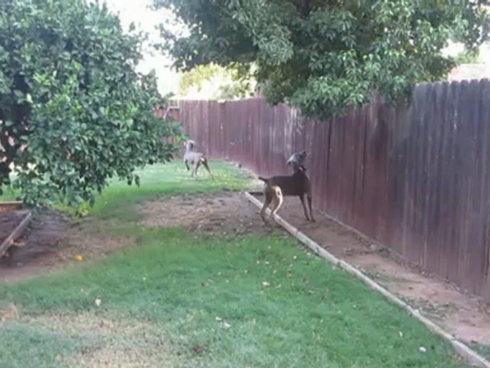 In-Home Dog Boarding: Dog Kennel, Rocklin