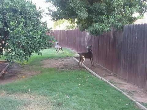 In-Home Dog Boarding: Dog Kennel, Rocklin