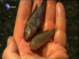 Peces alcalicus: Extremofilos alcalinos (Ph 10)