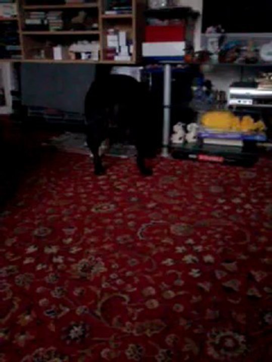 musical mutt