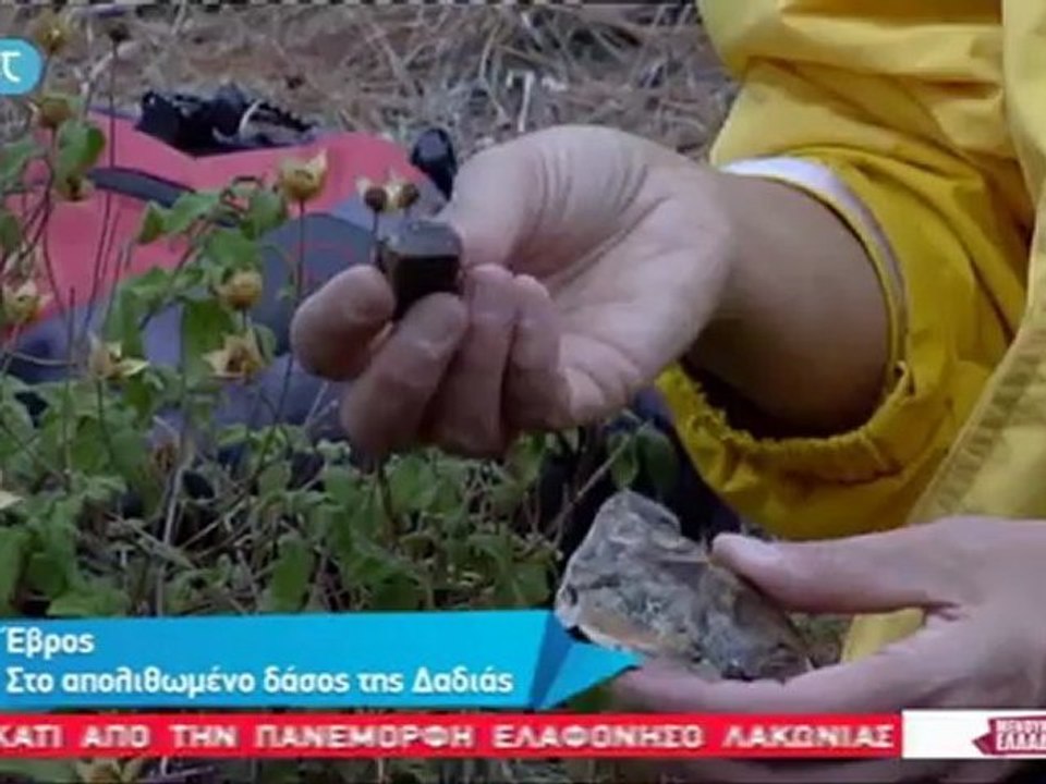 Πινάκιο (pinakio.blogspot.gr)  Δάσος Δαδιάς -Μένουμε Ελλάδα